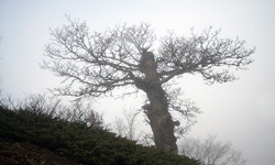 قانون، درخت‌ 800 ساله ‌بیرجند متعلق به دوره پارت‌ها را محافظت می‌کند‌